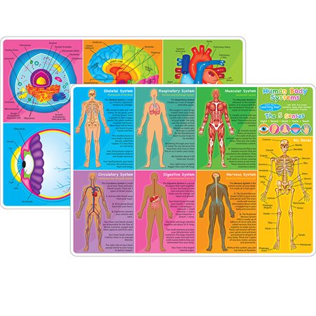 Smart Poly® Learning Mat, 12" x 17", Double-Sided, Human Body Systems & Anatomy