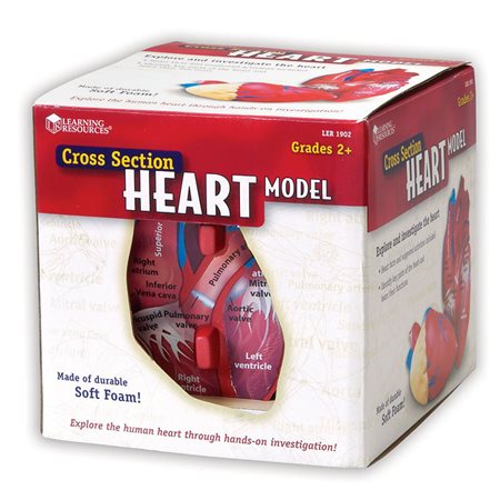 Cross-Section Human Heart Model