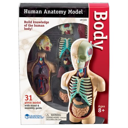 Anatomy Models, Human Body