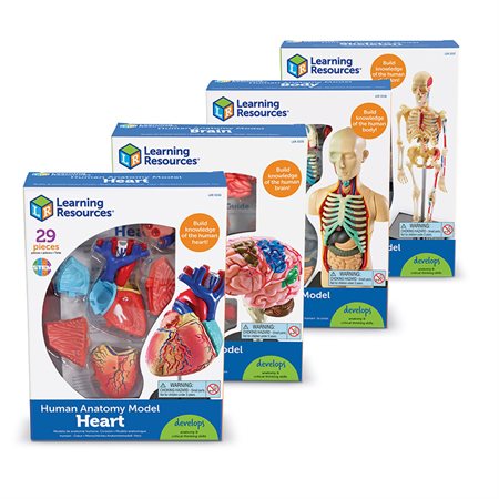 Anatomy Models, Set of all 4 models