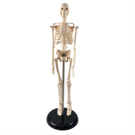 Human Skeleton Model w / Key, 17"