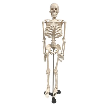 Human Skeleton Model w / Key, 34"